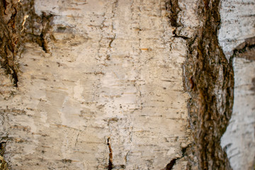 white birch bark with cracks