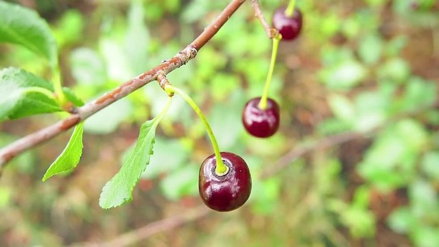 Closeup of fresh organic ripe cherris with dew or raindrops on a cherry tree in a fruit field in spring or summer. Healthy food fruit concept.