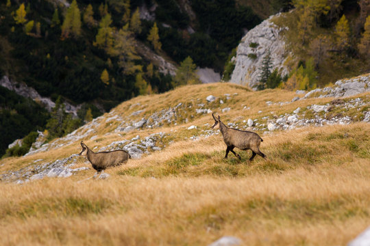 Gemsen am  hohen Brett in Berchtesgaden im Herbst bei Sonne