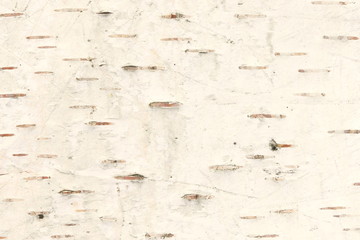 pattern of birch bark with black birch stripes on white birch bark and with wooden birch bark...