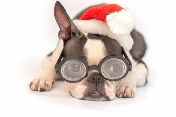 Smart dog breed Boston Terrier in red hat Santa Claus and in round glasses with transparent thick lenses in lies sad on a white background.