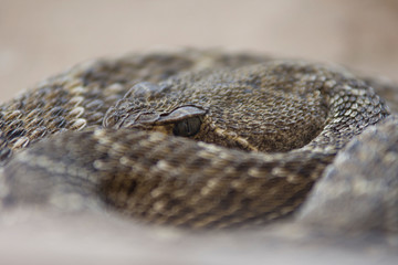 Rattle snake close up