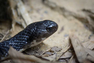  snake close up
