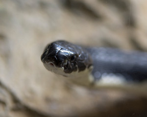  snake close up