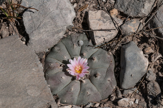 Lophophora Mit Blüte