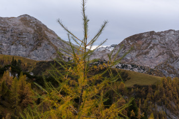 Fototapeta na wymiar Herbstliche Berg mit gelb grüner Lärche im Vordergrund