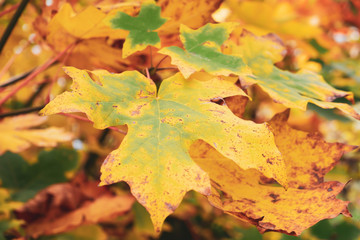 Naklejka na ściany i meble Autumn colored maple leave close up