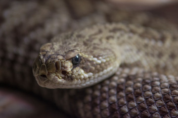 Rattle snake close up