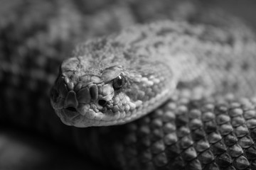 Rattle snake close up