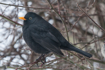 Amsel