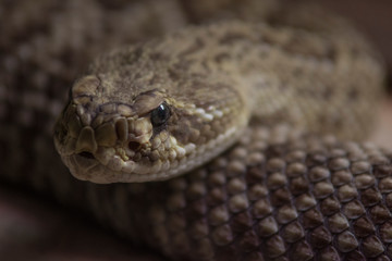 rattle snake close up
