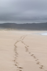 Sanddüne Meer Strand in Neuseeland