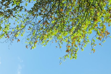 Green leaves with blue sky
