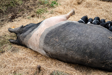 Large, adult Sow Pig partly seen with some of her young piglets seen foraging in hay at a farm. The sow has just been feeding her newly born piglets, some out of view in the image.