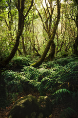 Beautiful forest in Madeira. The Laurissilva of Madeira Island. Laurel trees.