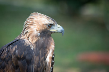 eagle close up