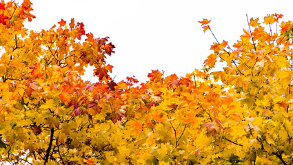 Yellow autumn maple leaves on a tree against sky isolated. Fall concept.