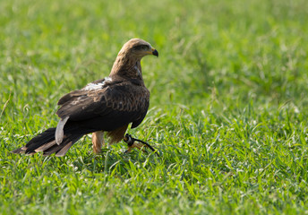 eagle eating its prey