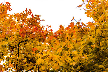 Yellow autumn maple leaves on a tree against sky isolated. Fall concept.