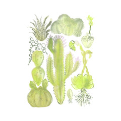 vegetables on white background