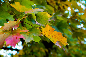 Yellow red green autumn maple leaves on a tree against a blue sky. Fall concept.