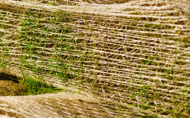 Stacks of sod rolls for new lawn