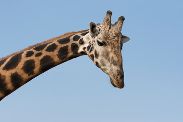 green mamba close up