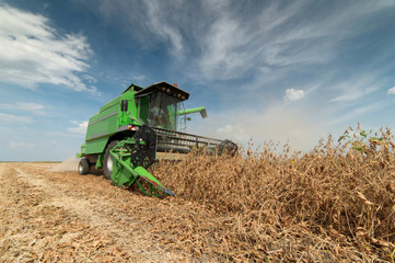 Harvesting of soybean