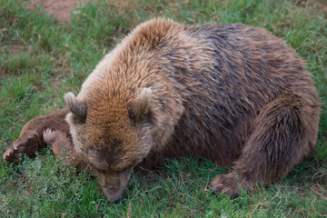 Fototapeta premium Brown bear in Cabarceno Natural Park, Spain