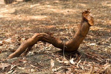 Big worm-like tree root in forest
