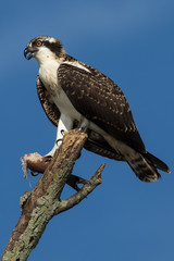 Naklejka premium Osprey Perched on a branch