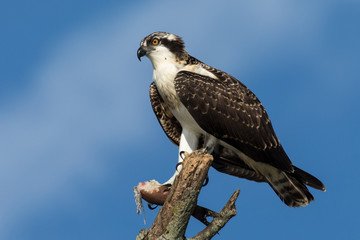 Osprey Perched on a branch