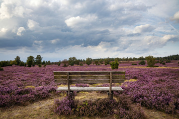 Lüneburger Heide - Heideblüte