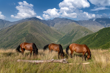 Fototapeta na wymiar Mountains Panorama - Svaneti, Georgia
