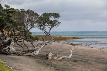 Fototapeta na wymiar Sanddüne Meer Strand in Neuseeland