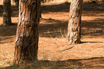 Pine tree lower trunks on forest floor in sunlight