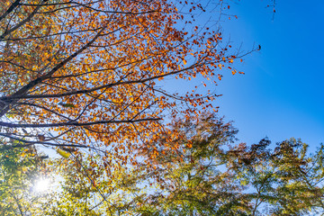 軽井沢　星野エリアの紅葉