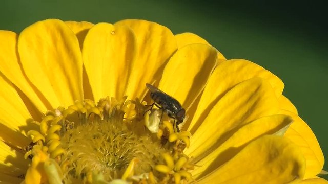 Gelbe Zinnie mit einer Schmei&szlig;fliege