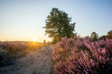 L&uuml;neburger Heide - Heidebl&uuml;te