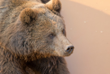 Fototapeta premium Brown bear in Cabarceno Natural Park, Spain