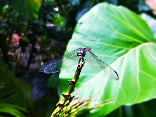 dragonfly on leaf