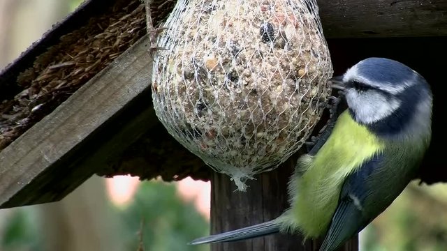 Eine Blaumeise und am oberen Rand ein Spatz beim Fressen am Meisenkn&ouml;del (Gro&szlig;aufnahme)