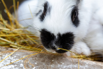A white rabbit with black blotches on hay. 