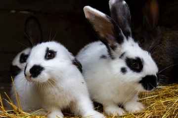 Obraz premium White and black rabbits on hay.