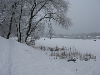 Forest in winter