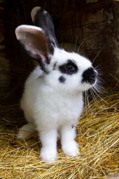 A white rabbit with black blotches on hay. 