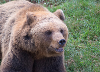 Obraz na płótnie Canvas Brown bear in Cabarceno Natural Park, Spain