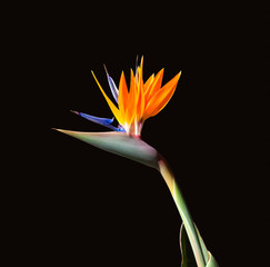 bird of paradise flower closeup isolated on black background