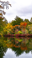 Fototapeta premium 軽井沢の紅葉 雲場池 スワンレイク