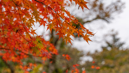 軽井沢の紅葉　雲場池　スワンレイク